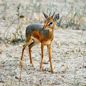 Dik-dik