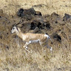 Gazelle de Soemmering