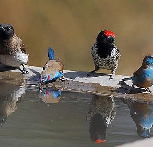 Oiseaux du parc d'Awash