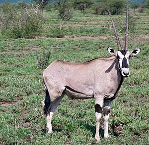 Oryx