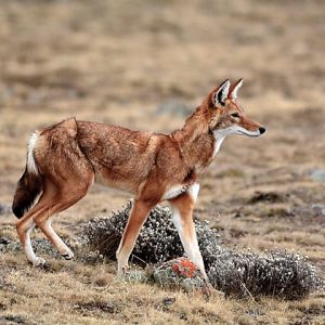 Loup d'Abyssinie