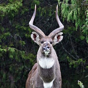 Nyala