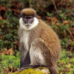 Singe