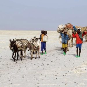 Ânes prenant le relais des dromadaires, dans la région du lac Karoum