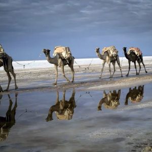 Caravane de sel aux abords du lac Karoum