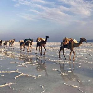 Caravane de sel aux abords du lac Karoum